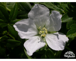 Geranium sanguineum ‘Album’