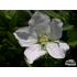 Geranium sanguineum ‘Album’