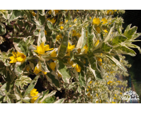 Lysimachia punctata ‘Alexander’