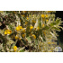 Lysimachia punctata ‘Alexander’