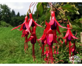 Fuchsia magellanica ‘Ricartonii’