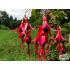 Fuchsia magellanica ‘Ricartonii’