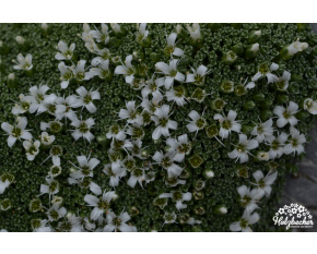 Arenaria alfacariensis