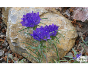 Edraianthus graminifolius