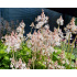 Tiarella cordifolia