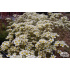Saxifraga paniculata ‘Minutifolia’