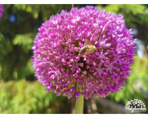 Allium ‘Gladiator’