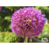 Allium ‘Gladiator’