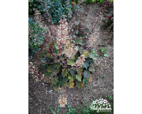 Heuchera ‘XXL’