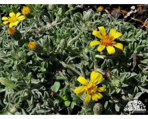 Heterotheca jonesii