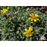 Heterotheca jonesii