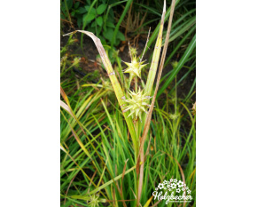 Carex grayi