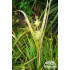 Carex grayi