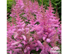 Astilbe x arendsii ‘Amethyst’