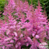 Astilbe x arendsii ‘Amethyst’