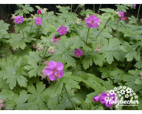 Geranium macrorrhizum P11x11