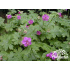 Geranium macrorrhizum P11x11