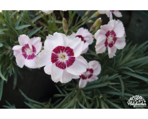 Dianthus ‘Dixie White Red Bicolor’