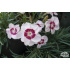 Dianthus ‘Dixie White Red Bicolor’