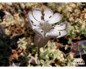 Silene uniflora ‘Druett's Variegated’