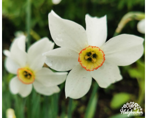 Narcissus poeticus var. recurvus