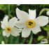 Narcissus poeticus var. recurvus