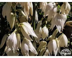 Yucca filamentosa