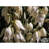 Yucca filamentosa