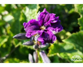 Clematis heracleifolia ‘China Purple’
