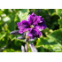 Clematis heracleifolia ‘China Purple’