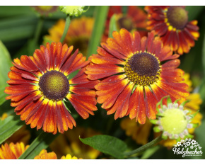 Helenium autumnale ‘Salsa’