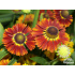 Helenium autumnale ‘Salsa’
