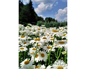 Leucanthemum × superbum ‘Becky’
