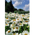 Leucanthemum × superbum ‘Becky’