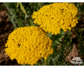 Achillea filipendulina ‘Coronation Gold’