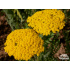 Achillea filipendulina ‘Coronation Gold’