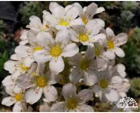 Saxifraga longifolia