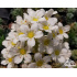 Saxifraga longifolia