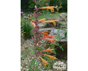 Agastache aurantiaca ‘Apricot Sprite’