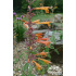 Agastache aurantiaca ‘Apricot Sprite’