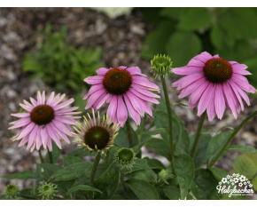 Echinacea purpurea ‘Magnus’