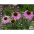 Echinacea purpurea ‘Magnus’