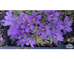Edraianthus pumilio