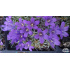 Edraianthus pumilio
