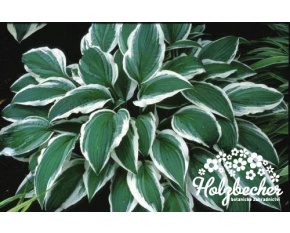 Hosta ‘Ginko Craig’