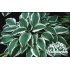 Hosta ‘Ginko Craig’