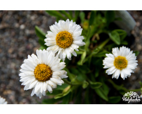 Aster alpinus ‘Weisse Schöne’