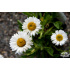 Aster alpinus ‘Weisse Schöne’