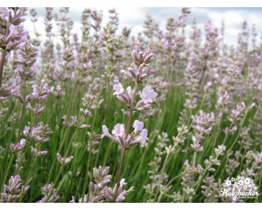 Lavandula angustifolia ‘Rosea’