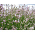Lavandula angustifolia ‘Rosea’